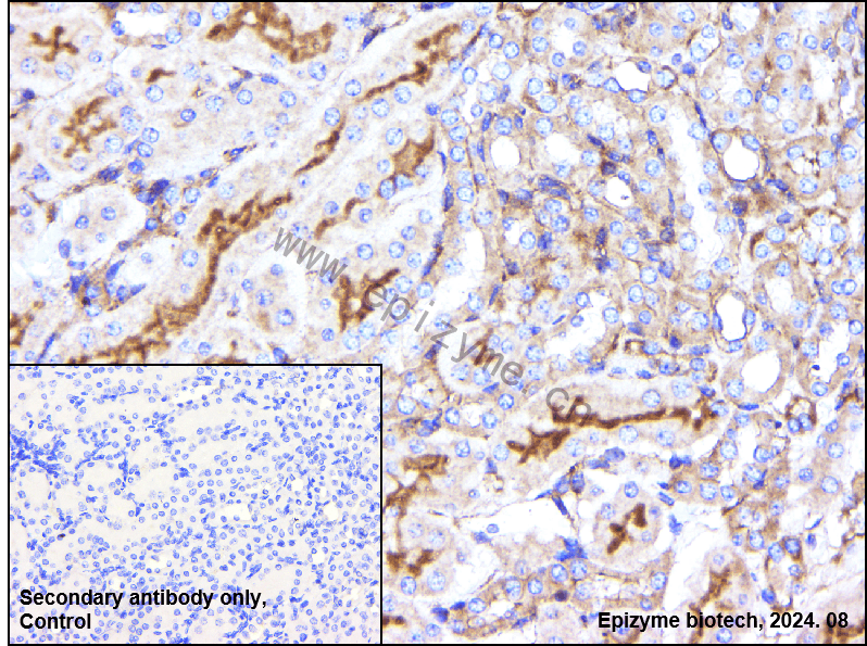 Anti-GNB2 Rabbit mAb [65L64L96]
