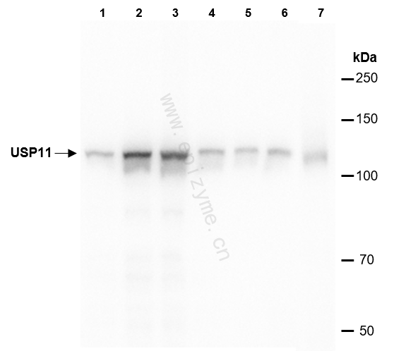 Anti-USP11 Rabbit mAb [26L61K41]