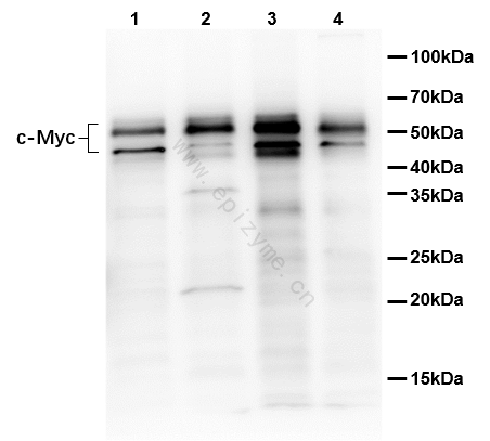 Anti-c-Myc Rabbit mAb [12K09K04]