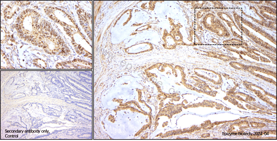 Anti-c-Myc Rabbit mAb [12K09K04]