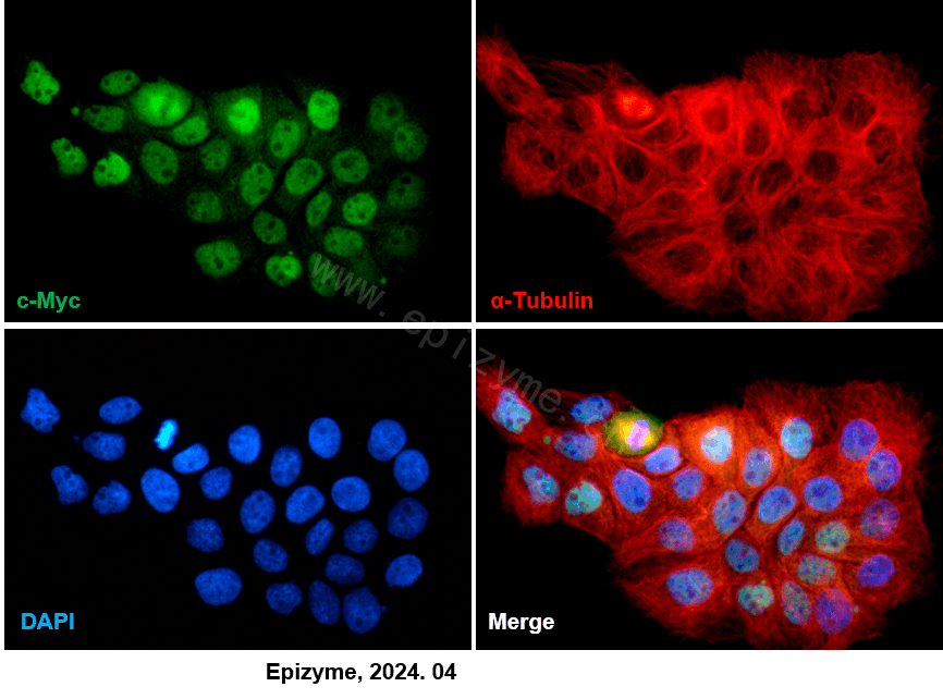 Anti-c-Myc Rabbit mAb [12K09K04]