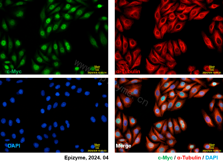 Anti-c-Myc Rabbit mAb [12K09K04]