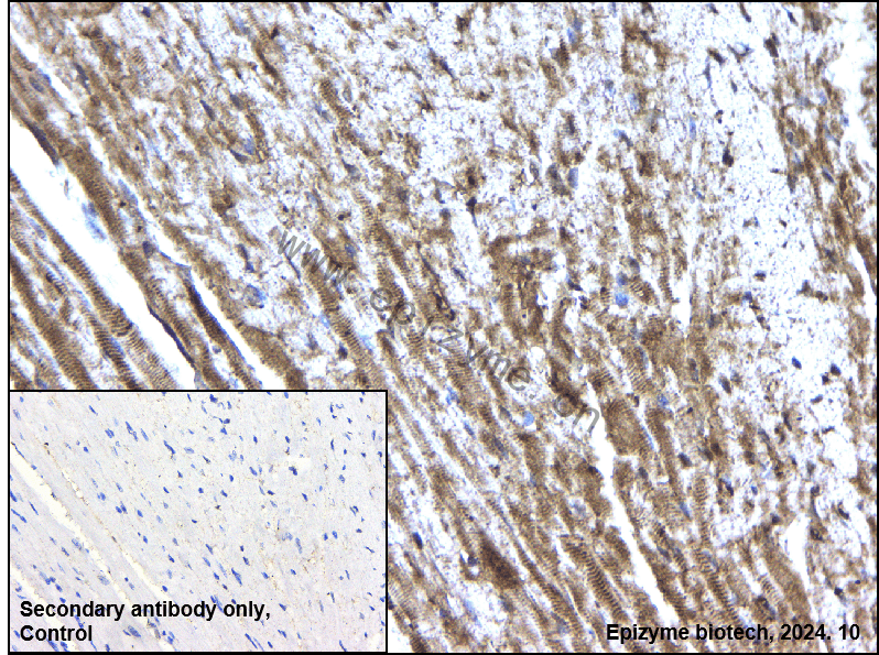 Anti-DPS1 Rabbit mAb [82K71L11]