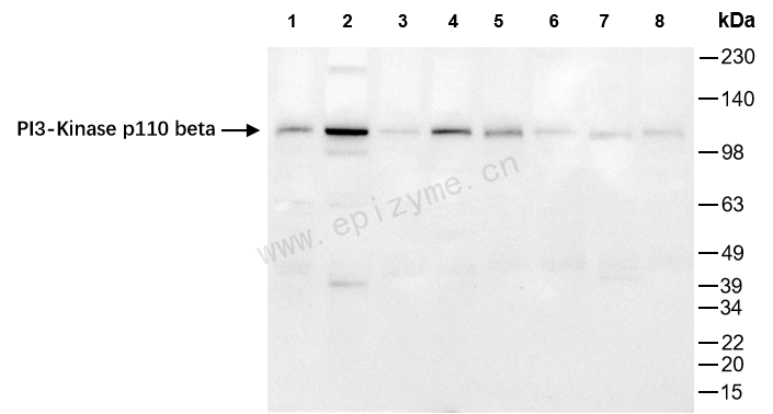 Anti-PI3-Kinase p110 beta Rabbit mAb [20K70M69]