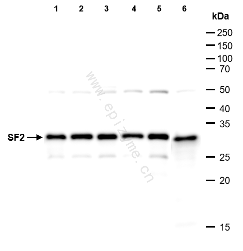 Anti-SF2 Rabbit mAb [52M36M95]