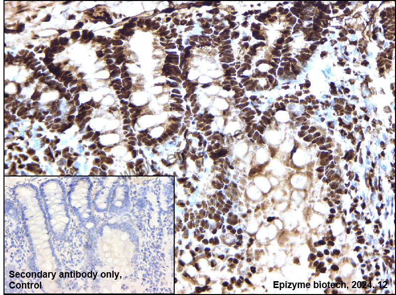 Anti-SF2 Rabbit mAb [52M36M95]