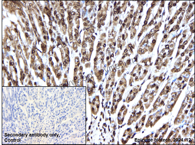 Anti-SF2 Rabbit mAb [52M36M95]