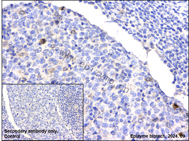 Anti-Phospho-Cyclin B1 (Ser126) Rabbit mAb [58L51K88]