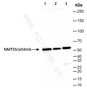 Anti-nmt55/p54nrb Rabbit mAb [98M11M21]
