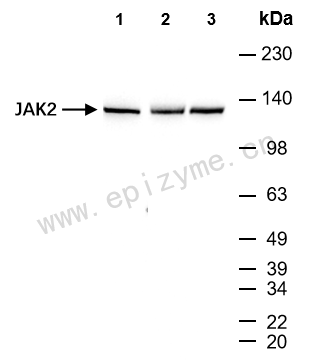 Anti-JAK2 Rabbit mAb [32M03M85]
