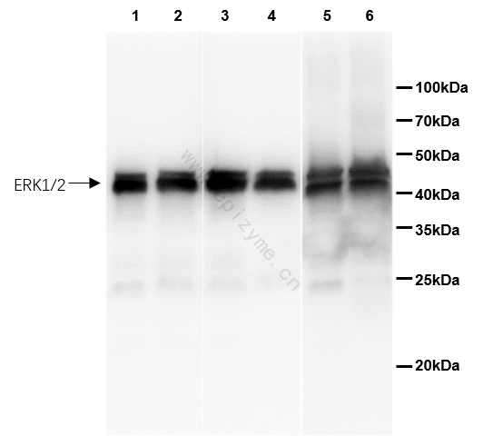 Anti-ERK1/2 Rabbit mAb [13M15K92]