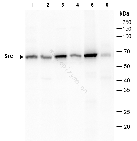 Anti-Src Rabbit mAb [66M23M78]