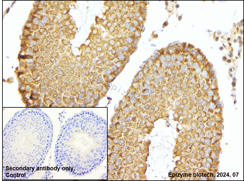 Anti-Src Rabbit mAb [66M23M78]