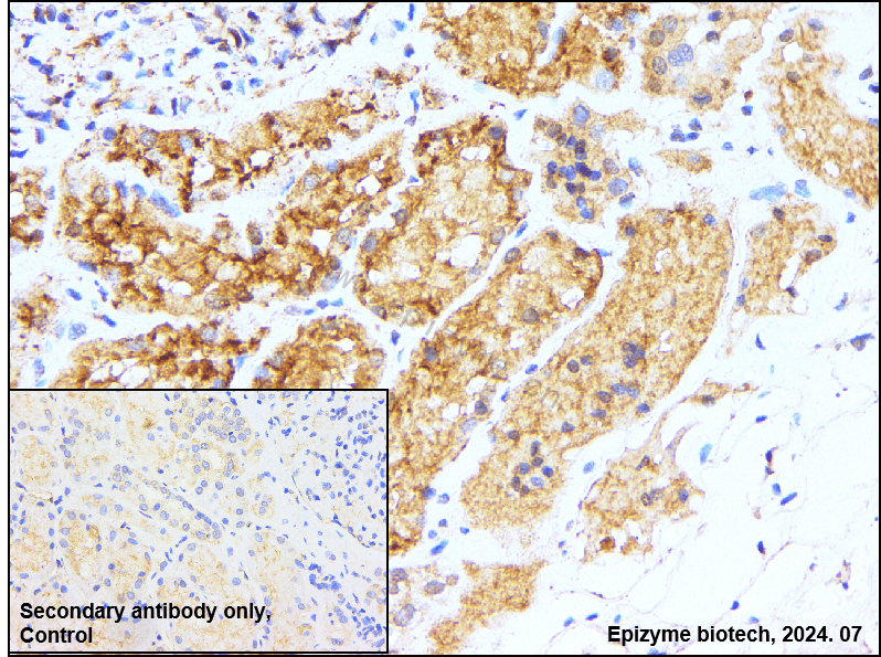 Anti-Src Rabbit mAb [66M23M78]