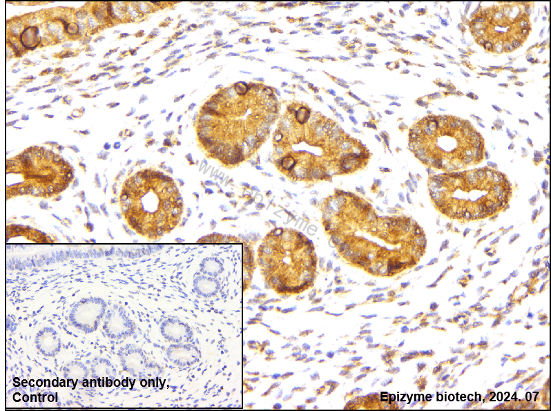 Anti-Src Rabbit mAb [66M23M78]