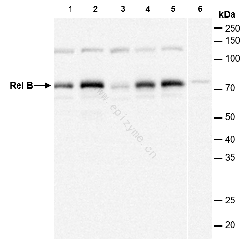 Anti-Rel B Rabbit mAb [47M74K92]