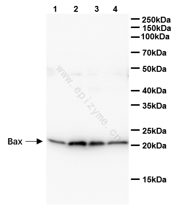 Anti-Bax Rabbit mAb [59M52K38]