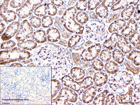 Anti-Bax Rabbit mAb [59M52K38]