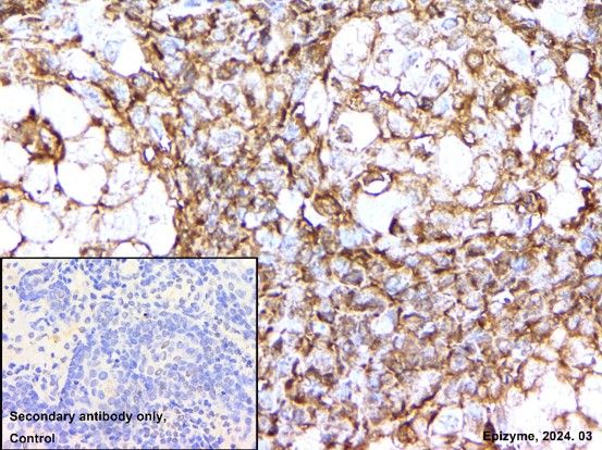 Anti-Bax Rabbit mAb [59M52K38]