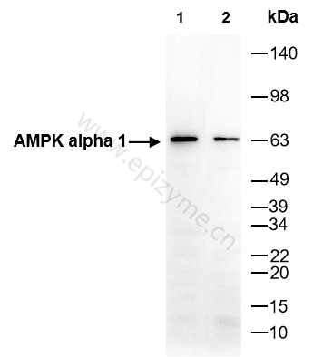 Anti-AMPK alpha 1 Rabbit mAb [19B13C41]