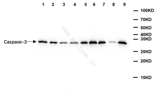 Anti-Caspase 3 Rabbit mAb [31F24G67]