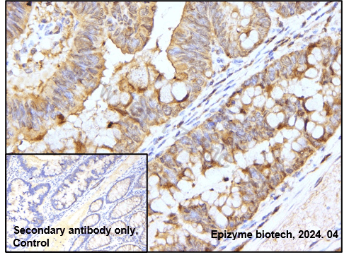 Anti-Caspase 3 Rabbit mAb [31F24G67]