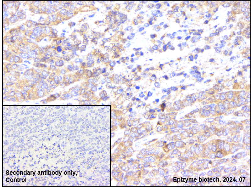Anti-Caspase 3 Rabbit mAb [31F24G67]