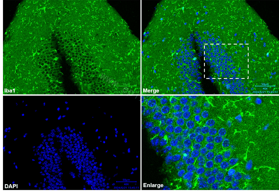 Anti-Iba1 Rabbit mAb [39E54J23]