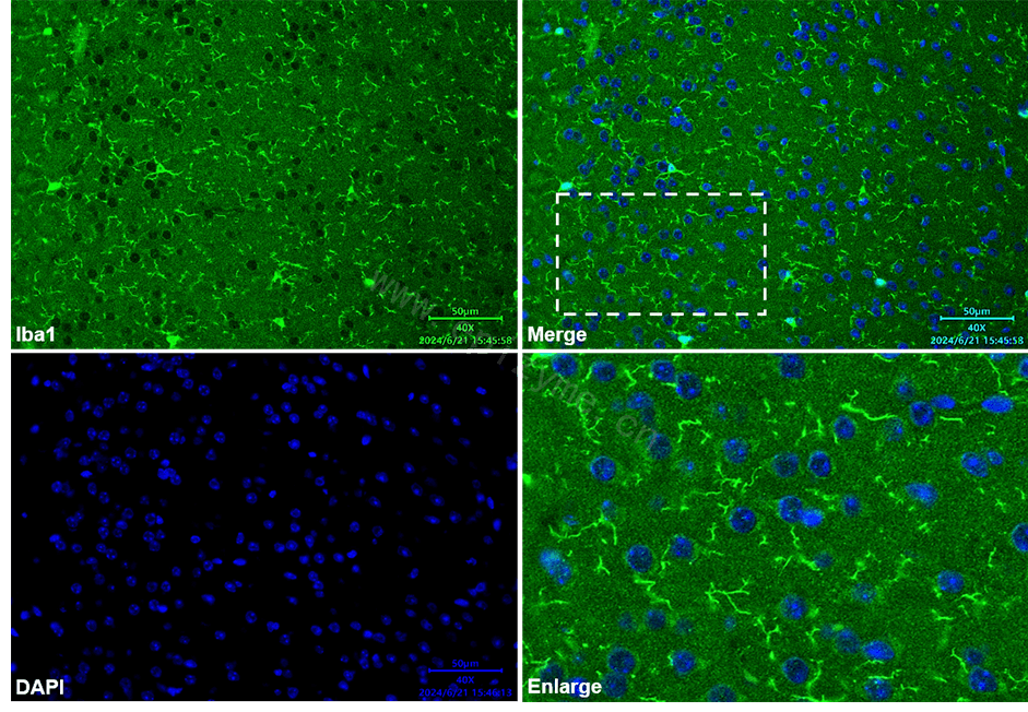 Anti-Iba1 Rabbit mAb [39E54J23]