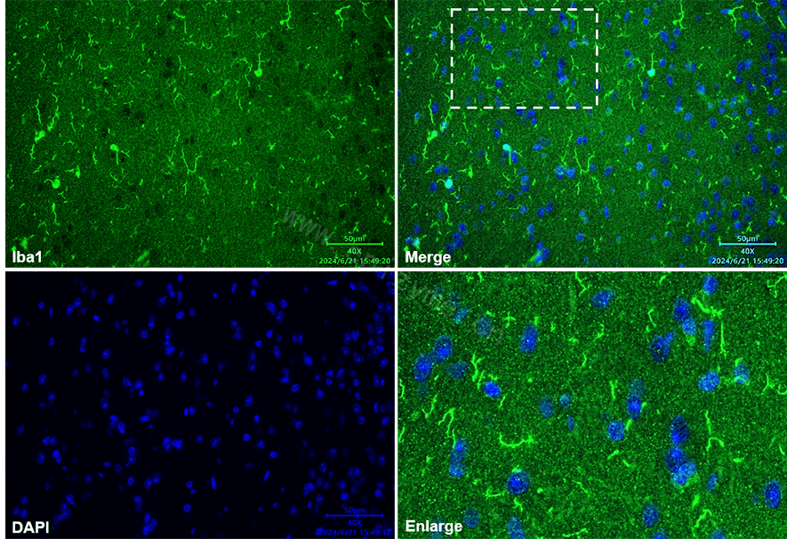 Anti-Iba1 Rabbit mAb [39E54J23]