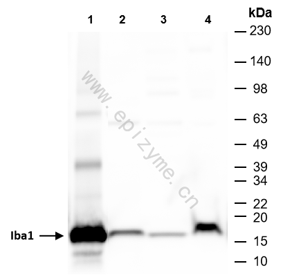 Anti-Iba1 Rabbit mAb [39E54J23]