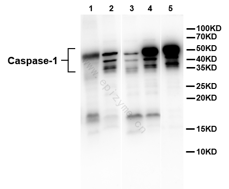 Anti-Caspase 1 Rabbit mAb [76H24H16]