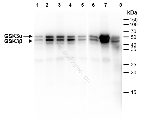 Anti-GSK3 alpha/beta Rabbit mAb [13K09G20]