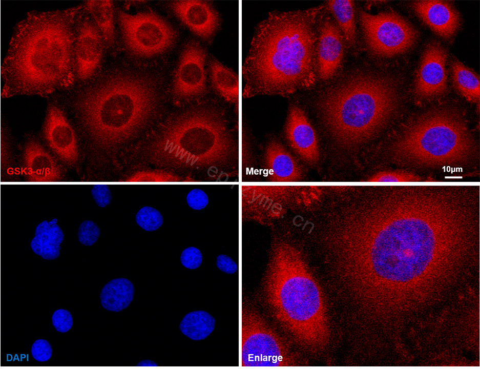 Anti-GSK3 alpha/beta Rabbit mAb [13K09G20]
