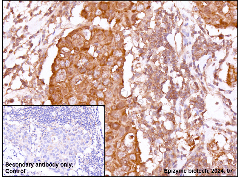 Anti-GSK3 alpha/beta Rabbit mAb [13K09G20]