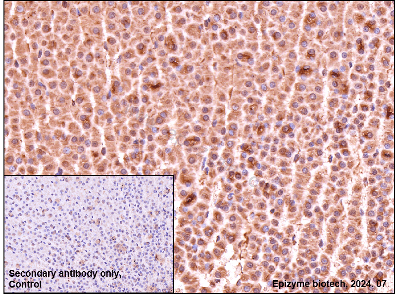 Anti-ATG5 Rabbit mAb [70B28L17]