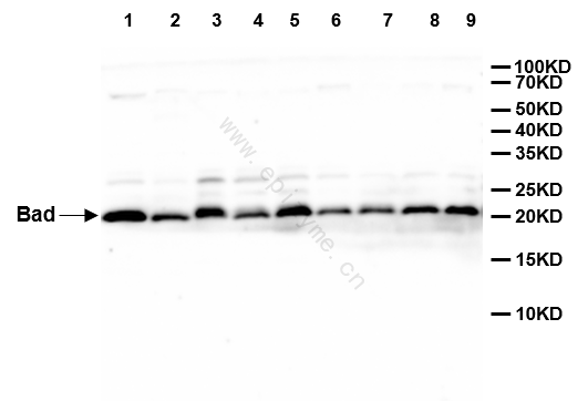 Anti-Bad Rabbit mAb [39D84M92]