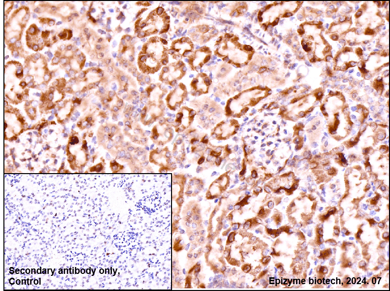 Anti-Bad Rabbit mAb [39D84M92]