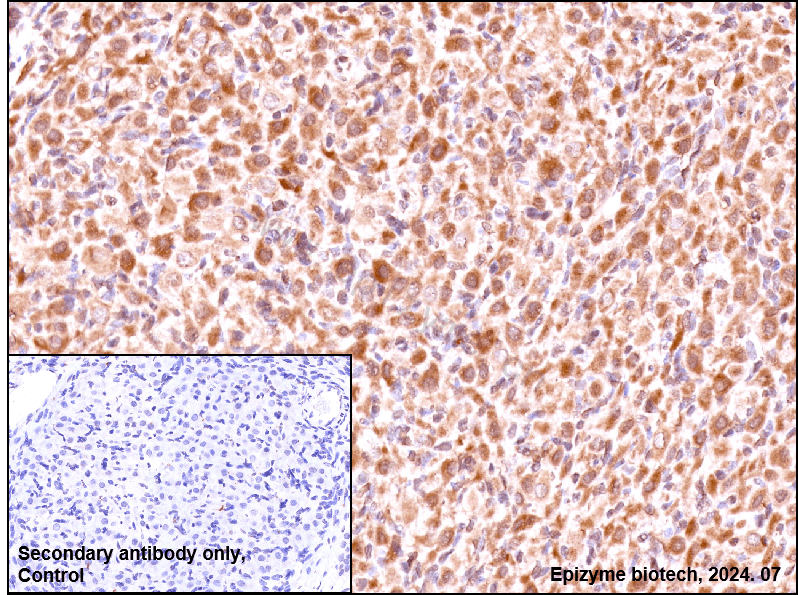 Anti-Bim Rabbit mAb [40M15L92]
