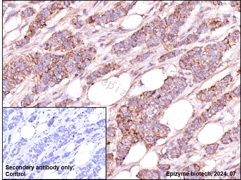 Anti-Bim Rabbit mAb [40M15L92]