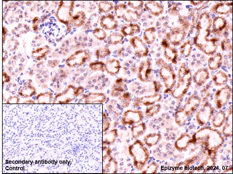 Anti-Bim Rabbit mAb [40M15L92]