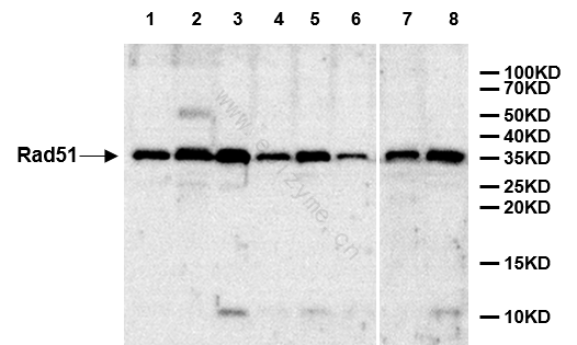 Anti-Rad51 Rabbit mAb [20M21C31]