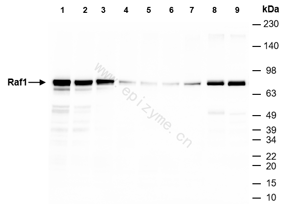 Anti-Raf1 Rabbit mAb [40H36A91]