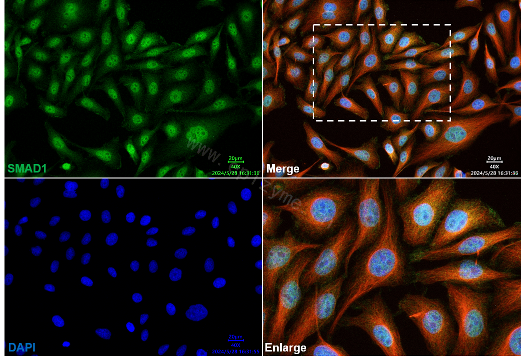 Anti-Smad1 Rabbit mAb [28D91L21]
