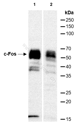 Anti-c-Fos Rabbit mAb [23F93A38]
