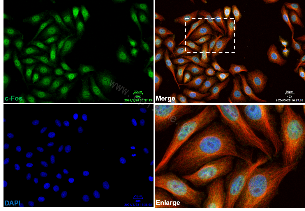 Anti-c-Fos Rabbit mAb [23F93A38]