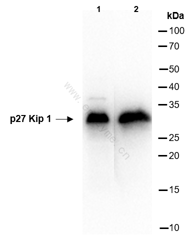 Anti-p27 Kip 1 Rabbit mAb [43G09L12]