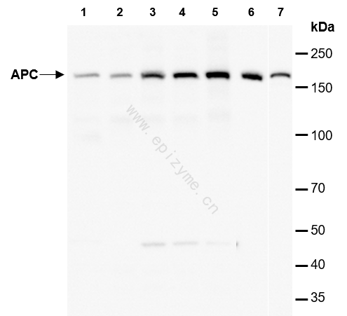 Anti-APC Rabbit mAb [39M01D02]