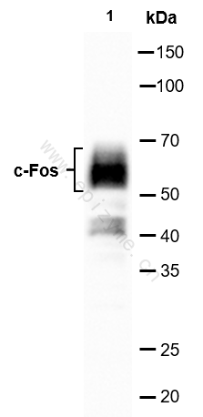 Anti-c-Fos Rabbit mAb [54L91B78]