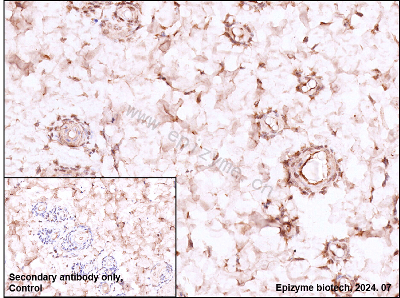 Anti-c-Fos Rabbit mAb [54L91B78]